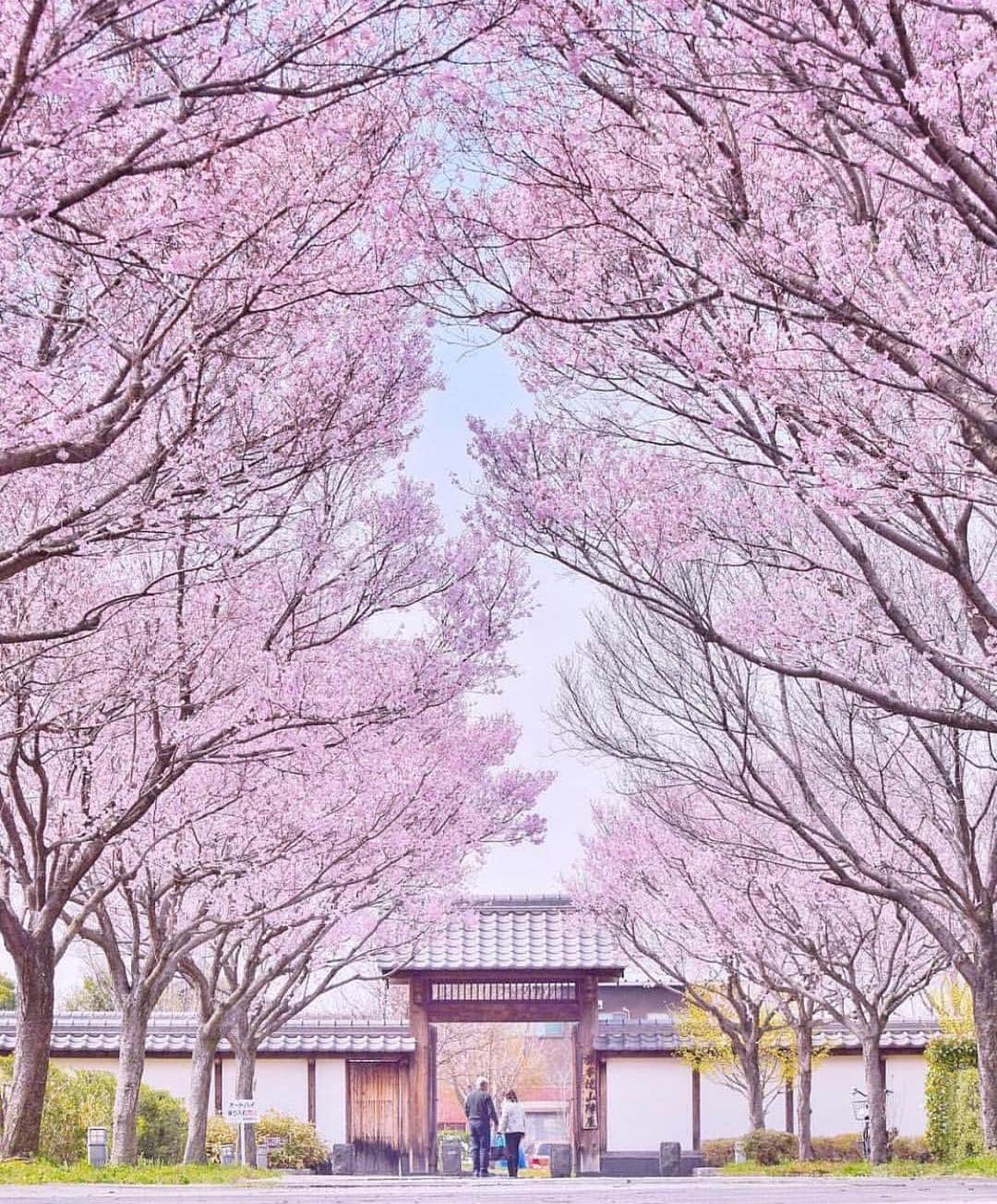 aumoさんのインスタグラム写真 - (aumoInstagram)「【#お花見🌸 ×#日本の絶景】 . 岐阜県にある「#旗本徳山陣屋公園 」にて撮影されたお写真📸 日本の歴史公園100選にも選ばれたこちらの公園。コヒガンザクラという品種の桜が咲いています🌸✨ . Credit：@stickybug511 さん 素敵なお写真をありがとうございます！ . あなたが撮影した素敵な写真に 「#aumo」を付けて教えてください♡ あなたの投稿が明日紹介されるかも♪ . aumoアプリは毎日配信！おでかけや最新グルメなどaumo読者が気になる情報が満載♡ ダウンロードはプロフィールのURLから✔︎ (iPhone&Android版) . . #岐阜旅行#岐阜観光#岐阜#はなまっぷ#日本の景色 #インスタ探検隊 #女子旅#絶景#絶景スポット#旅 #風景写真#旅人の交換日記#ダレカニミセタイケシキ #東京カメラ部 #カメラ女子部#東京カメラガール#旅行好き#旅好きの人と繋がりたい#カメラ撮ってる人と繋がりたい#あなたとみたい景色#フォトジェニック #国内旅行 #国内旅行好きな人と繋がりたい#お花見#桜」4月2日 17時08分 - aumo.jp