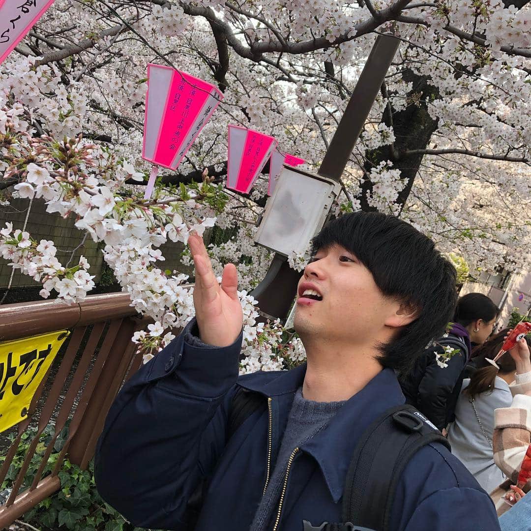かわうちきっぺいのインスタグラム：「ジャパニーズハナミ #お花見 #桜 #かわうちきっぺい  #きれい」