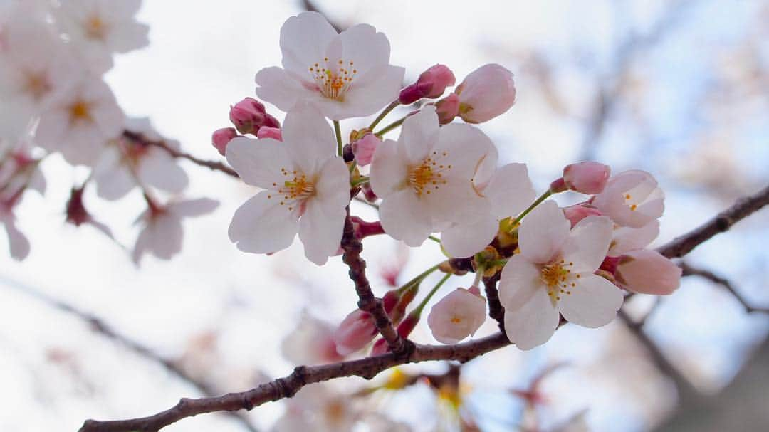 悠木イヴさんのインスタグラム写真 - (悠木イヴInstagram)「桜 オーソドックスver.😂👍 #春 #お花見 #桜 #OLYMPUS #olympusom10 #olympusomdem10markii」4月2日 17時09分 - eve_yuki_official