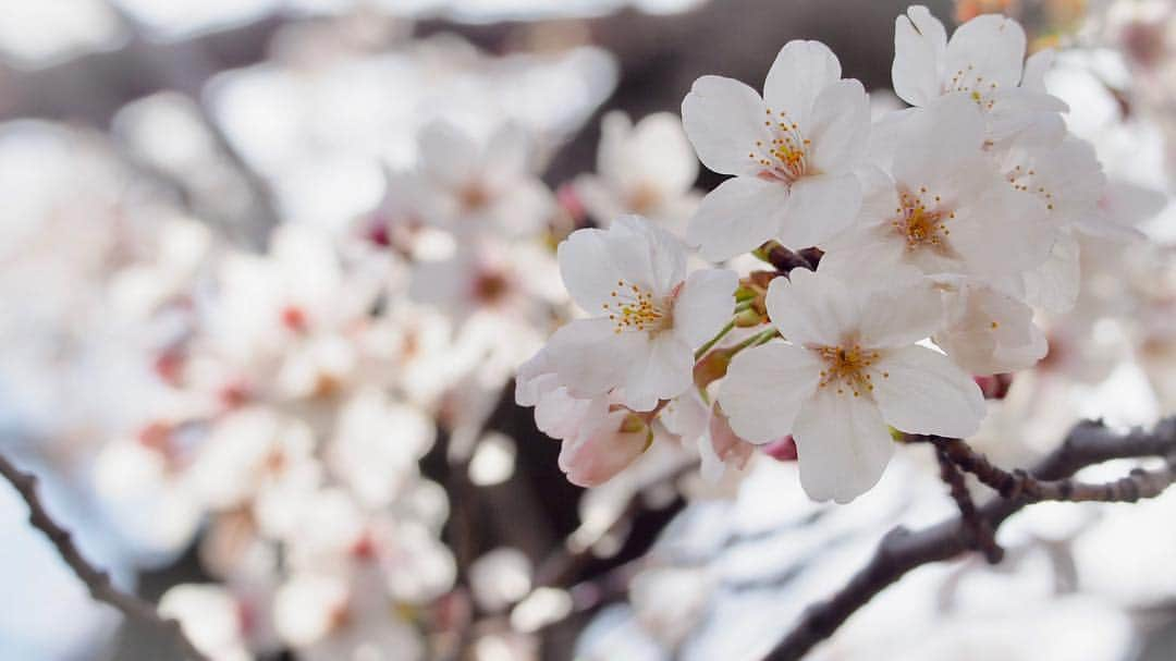 悠木イヴさんのインスタグラム写真 - (悠木イヴInstagram)「桜 オーソドックスver.😂👍 #春 #お花見 #桜 #OLYMPUS #olympusom10 #olympusomdem10markii」4月2日 17時09分 - eve_yuki_official