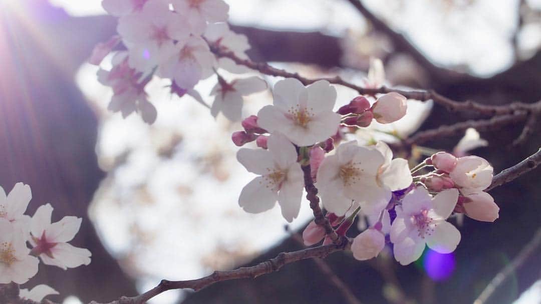 悠木イヴさんのインスタグラム写真 - (悠木イヴInstagram)「桜 オーソドックスver.😂👍 #春 #お花見 #桜 #OLYMPUS #olympusom10 #olympusomdem10markii」4月2日 17時09分 - eve_yuki_official