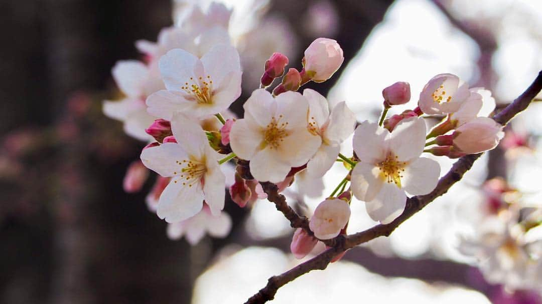 悠木イヴさんのインスタグラム写真 - (悠木イヴInstagram)「桜 オーソドックスver.😂👍 #春 #お花見 #桜 #OLYMPUS #olympusom10 #olympusomdem10markii」4月2日 17時09分 - eve_yuki_official