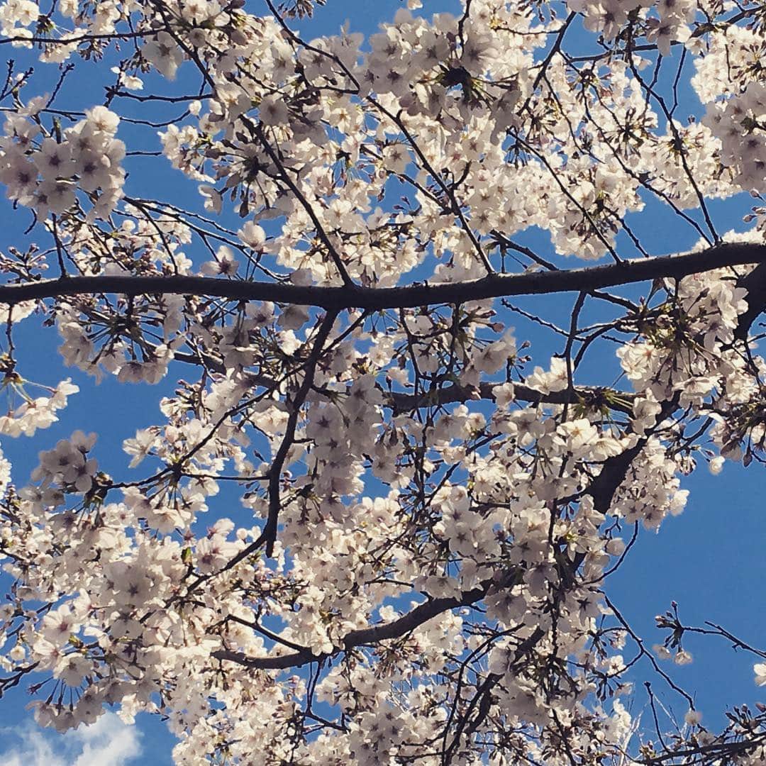 千葉アリサさんのインスタグラム写真 - (千葉アリサInstagram)「青空に映える うすピンク、最高💙🌸 #桜日和 #東京桜巡り #今年は長く楽しめれて嬉しいね」4月2日 17時22分 - alyssamarianne