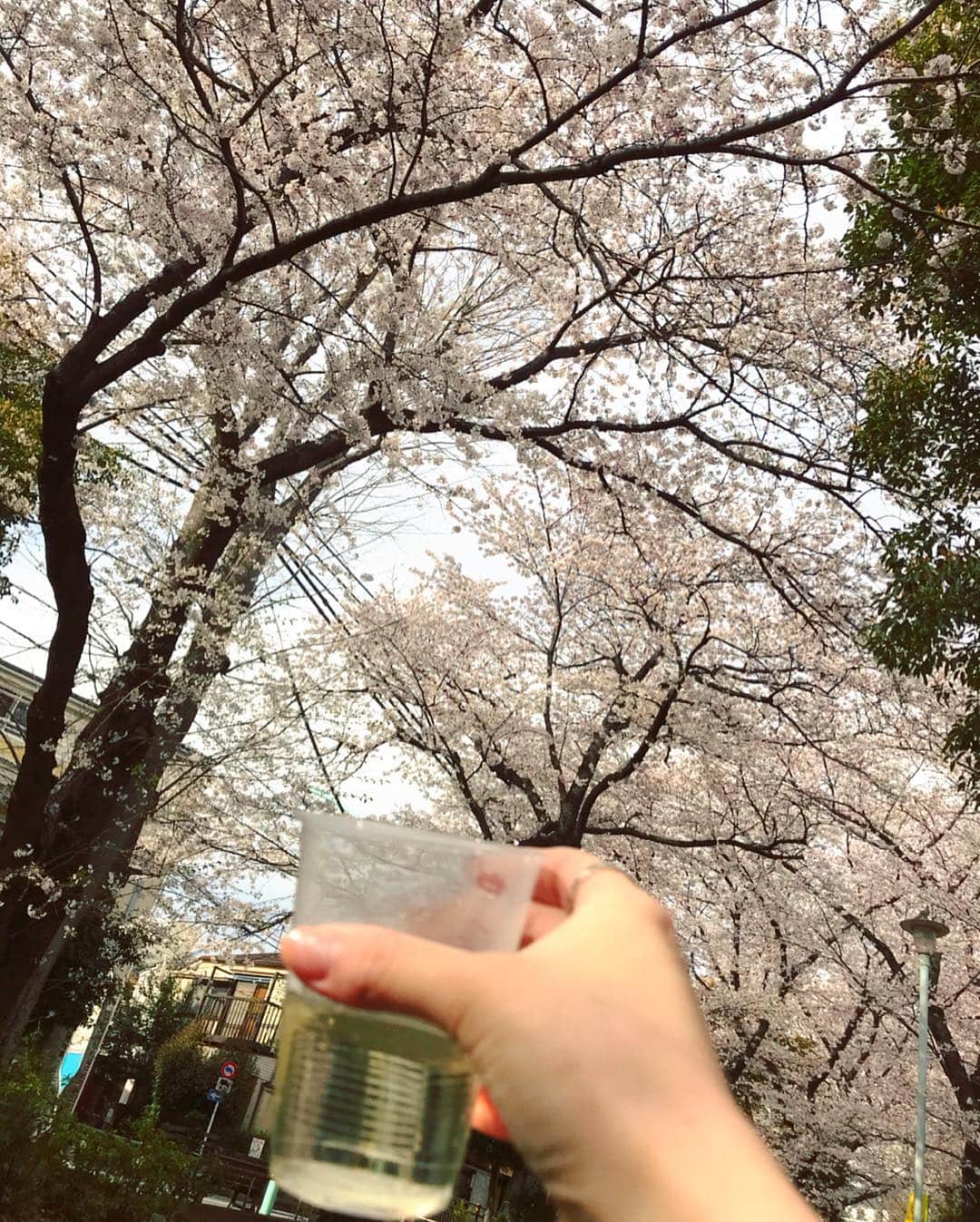 小田飛鳥さんのインスタグラム写真 - (小田飛鳥Instagram)「魔法瓶に温めた日本酒入れて（笑）、お花見に行って来ました♪ くぅも大好きな苺食べたり♪ 寒かったのでお弁当食べたらすぐに退散しましたが、桜も見頃で楽しかったです😆🌸 #yorkshireterrier #yorkie #york #ヨークシャーテリア #ヨークシャー #ヨーキー #ヨークシャーテリア大好き #yorkshire_terrier #yorkshire_lovers #dog #dogstagram #犬のいる暮らし #犬のいる生活 #お花見 #桜 #cherryblossom」4月2日 17時18分 - asuka_oda_0320