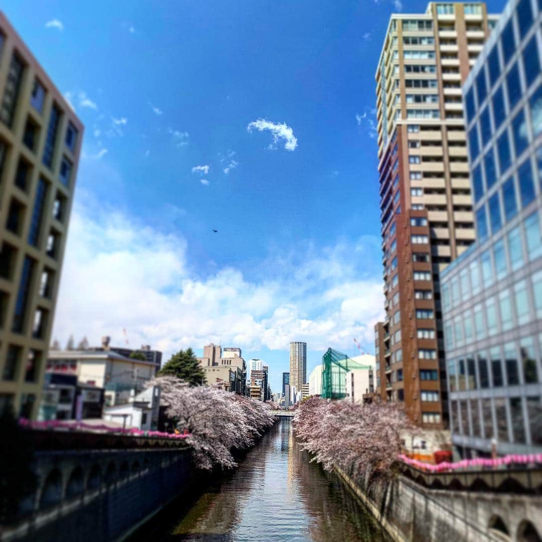 有森裕子さんのインスタグラム写真 - (有森裕子Instagram)「7分咲き⁉️くらい。」4月2日 17時32分 - arimori.yuko33