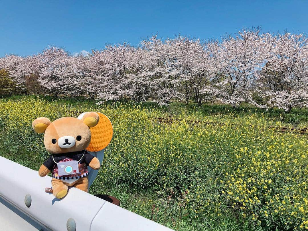 アンディ・チェンさんのインスタグラム写真 - (アンディ・チェンInstagram)「#令和の桜 #平成最後の桜 #rilakkuma  #リラックマ  #浦ノ崎駅」4月2日 17時27分 - myhiro99