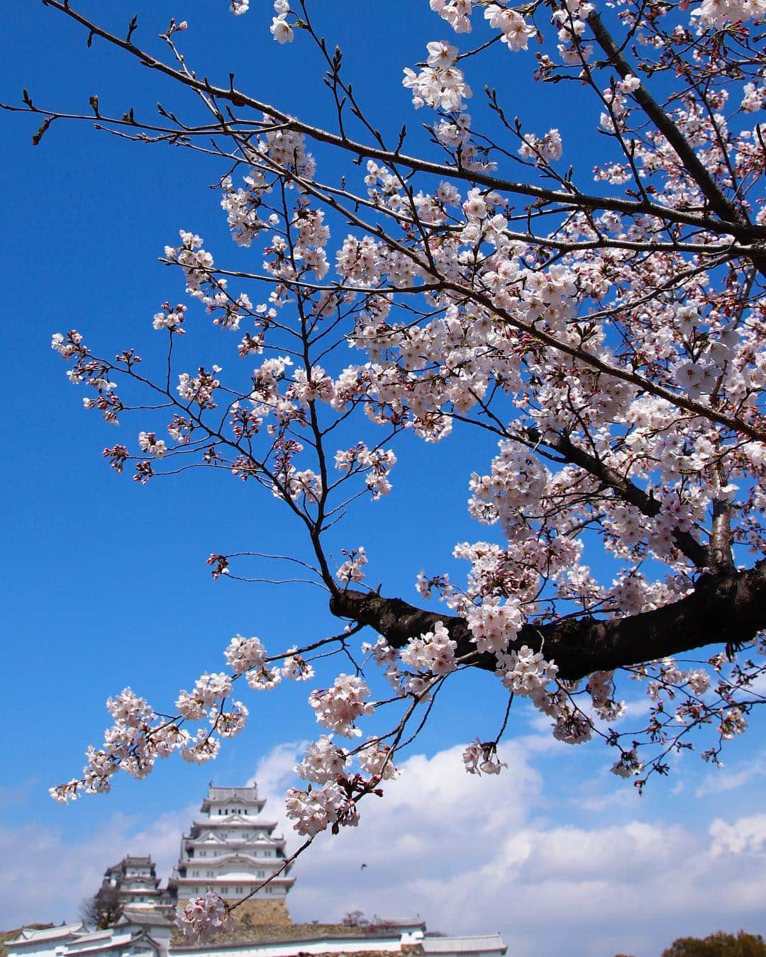 kazutakahamazatoさんのインスタグラム写真 - (kazutakahamazatoInstagram)「新たなご縁を求めて訪れた姫路。雨の合間の奇跡的な晴れ間。やっと咲いた桜と姫路城🌸 双方の幸せに繋がりますように✨ #桜  #hair equal #三国美容室 #三国 #キッズルーム #子連れでいける  #hair#hairstyle #スタッフ募集 #縮毛矯正が得意  #コタ #COTA #ヘアケア #駅ちか #美容室 #美容室求人 #美容師募集 #スタイリスト募集 #アシスタント募集 #メンズ  #メンズヘア #ボブ #子供カット #トリートメント  #トキオトリートメント #酸性ストレート  #酸性デジタルパーマ #ヘアドネーション #写真好きな人と繋がりたい」4月2日 17時40分 - hair_equal