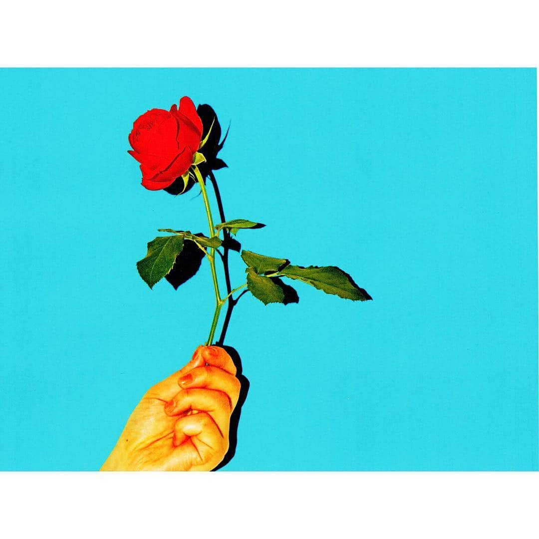 UNIONEさんのインスタグラム写真 - (UNIONEInstagram)「薔薇。  UNIONE 8th Single『アマンテ』 2019.6.26 Release!! #UNIONE #boyband #amante #vocalist #rose」4月2日 17時37分 - unione_gram