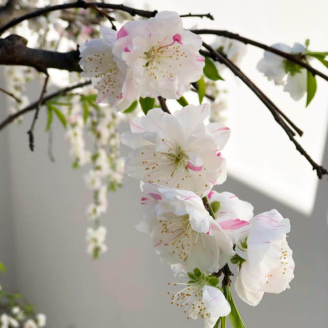 とよた真帆さんのインスタグラム写真 - (とよた真帆Instagram)「我が家の源平枝垂れ桃が満開😆 大好きなお花。一本の木に白とピンクの花が混ざり合って咲きます✨  #桃 #げんぺいしだれもも #flower #peach🍑」4月2日 17時46分 - maho_toyota