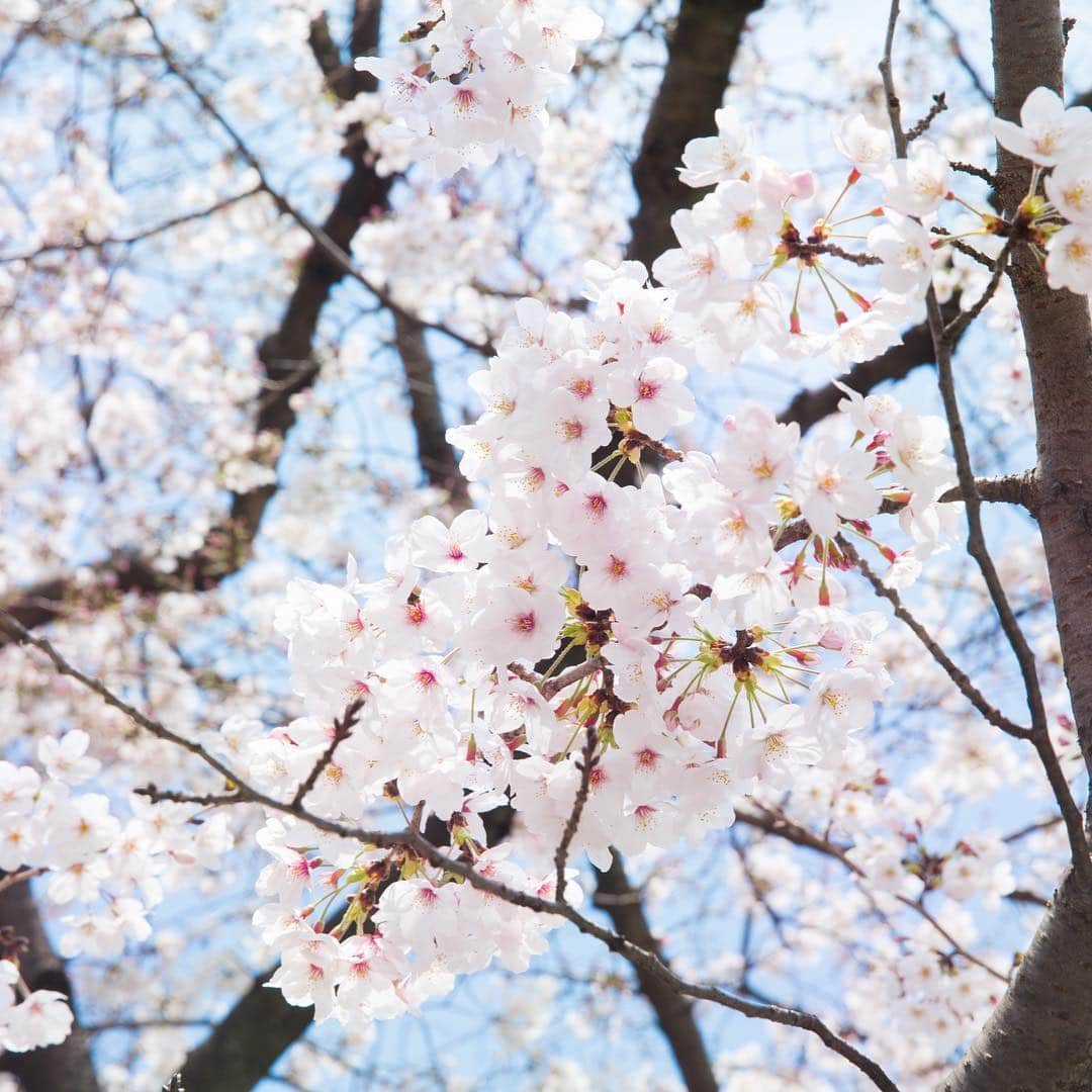 日産自動車さんのインスタグラム写真 - (日産自動車Instagram)「#横浜 の #桜 は見頃を迎え、今週 #お花見 におでかけされる予定の方も多いのではないでしょうか。 . @nissanjapan では #5523 をつけた素敵な写真をリポストでご紹介させていただいています。日産にまつわる素敵なお写真お待ちしています！ . #日産ノート #日産ノートePOWER #ePOWER #サクラ #🌸 #cherryblossoms #🚙 #日産 #ニッサン #Nissan #nissanjapan」4月2日 17時47分 - nissanjapan