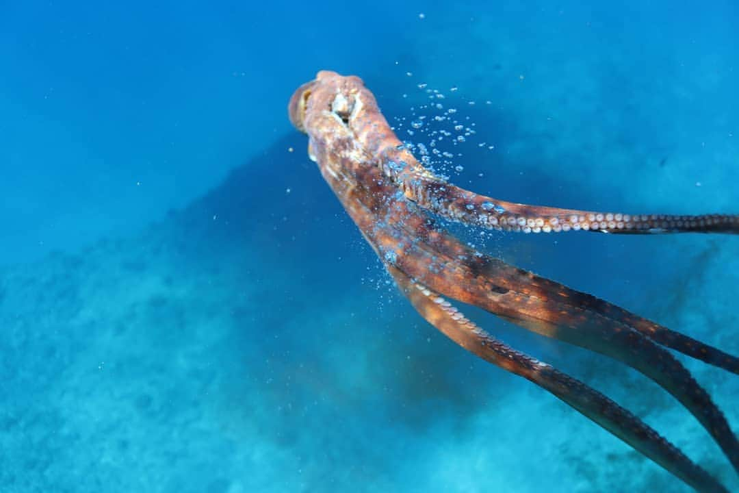 And Youさんのインスタグラム写真 - (And YouInstagram)「Did you know the plural for octopus is actually octopuses not octopi? We're confused, too... 🐙  #takotuesday #underwaterphotography #saltnomads #octopus #ocean」4月3日 4時37分 - dolphinsandyou