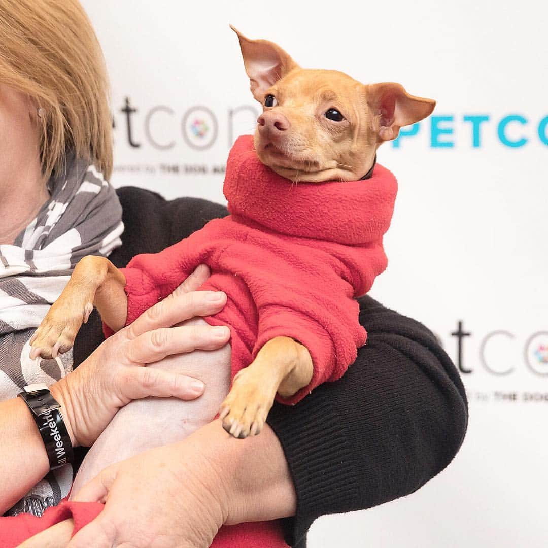 Tuna {breed:chiweenie} さんのインスタグラム写真 - (Tuna {breed:chiweenie} Instagram)「If you live in LA, or want to visit on June 22nd, we will be in town for @petconofficial! Come by if you want to hold Tuna and meet some of his other furry friends! Link in his bio for early bird tix」4月3日 4時40分 - tunameltsmyheart