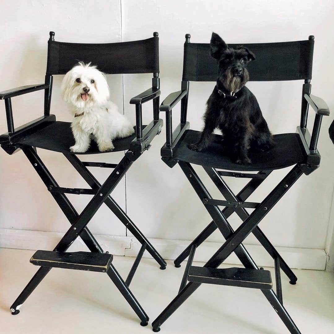 オリヴィア・パレルモさんのインスタグラム写真 - (オリヴィア・パレルモInstagram)「Boyfriends on set 🐶」4月3日 3時10分 - oliviapalermo