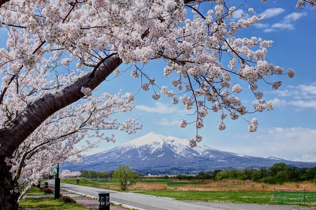 THE GATEさんのインスタグラム写真 - (THE GATEInstagram)「【Follow us! @thegate_japan】 THE GATE is a website for all journeys in Japan. Follow @thegate_japan for japan travel inspiration! . Mount Iwaki(#岩木山) stands tall in the western region of #Aomori prefecture🗻✨ . The mountain serves as a spiritual symbol for the people of the area, and also as a trekking spot for adventurous tourists. . You can take a stroll on the longest cherry blossom-surrounded road in the world. Cherry blossoms are planted on both sides of the road for 20 kilometers, and fully blossom in the beginning of May🌸🌸✨ . Visit in the warmer months for a climb up to the peak⛰, and come back again in the winter for a ski trip🎿 . . . . Check more information about Japan. →@thegate_japan . #Japan  #thegate_japan #travel #exploring #thegate #thegate_spring #visitjapan #sightseeing #ilovejapan #triptojapan #beautifulflowers #flowers #gardens #nature #beautifulnature #spring #springseason #cherryblossom #cherryblossoms #japaneseculture #sakura #cherryblossomviewing #🌸」4月3日 4時01分 - thegate_travel