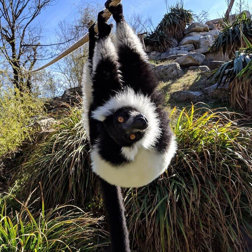 スミソニアン国立動物園さんのインスタグラム写真 - (スミソニアン国立動物園Instagram)「True to his name, black-and-white ruffed lemur Wiley is often the goof of the group. Alongside Aloke, Wiley can often be seen in the treetops of Lemur Island, and their booming calls can be heard around the Zoo! He is very outgoing and likes to be right in the middle of all the action. He can be a bit clumsy, sometimes, and tends to trip over his feet—but that just adds to his charm! When his birthday comes around May 4, he will turn 9 years old. 🎉🎂 Join us for the lemur birthday party tomorrow, April 3! Festivities will kickoff at Lemur Island between 10:30-11 a.m., depending on the weather.」4月3日 3時59分 - smithsonianzoo