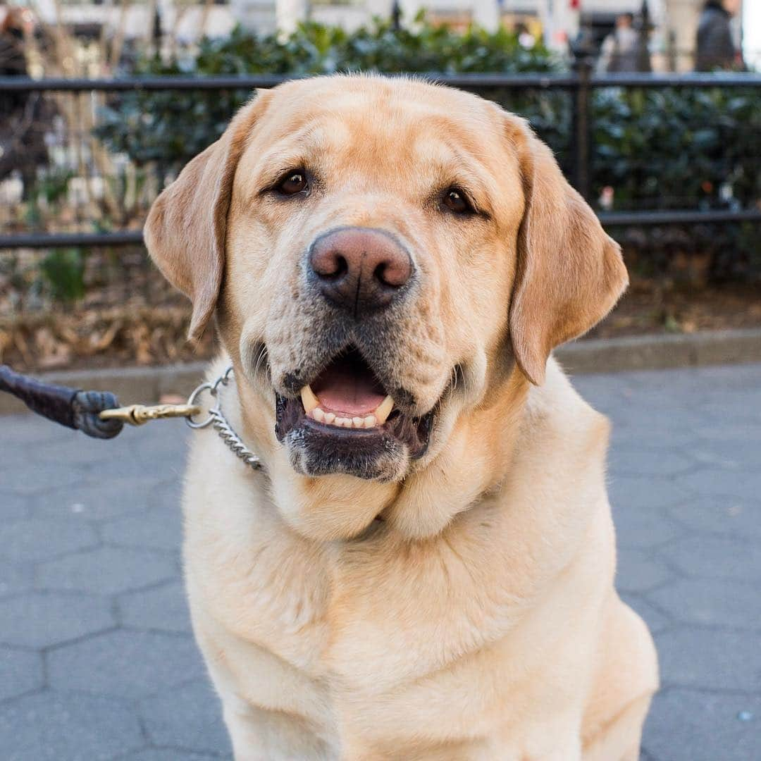 The Dogistさんのインスタグラム写真 - (The DogistInstagram)「Remy, Labrador Retriever (5 y/o), Madison Square Park, New York, NY • “The only thing he can catch is food.” @therealremyofny」4月3日 4時20分 - thedogist