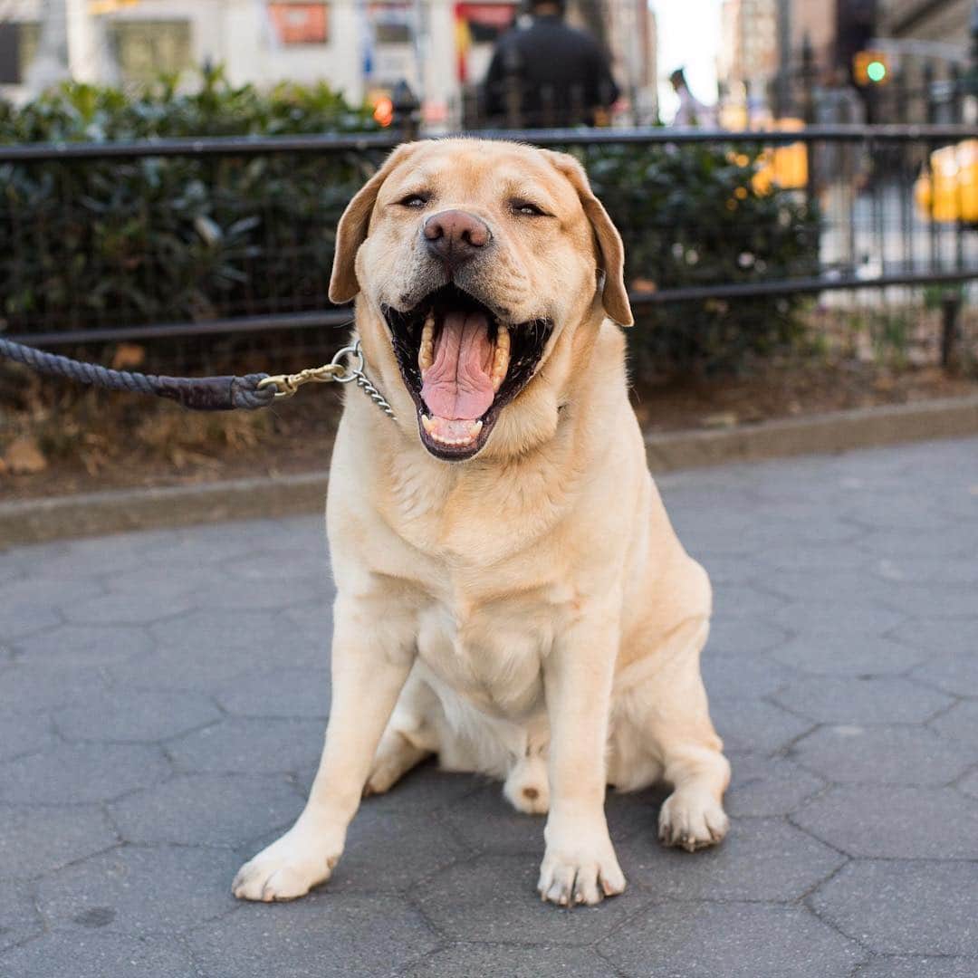 The Dogistさんのインスタグラム写真 - (The DogistInstagram)「Remy, Labrador Retriever (5 y/o), Madison Square Park, New York, NY • “The only thing he can catch is food.” @therealremyofny」4月3日 4時20分 - thedogist