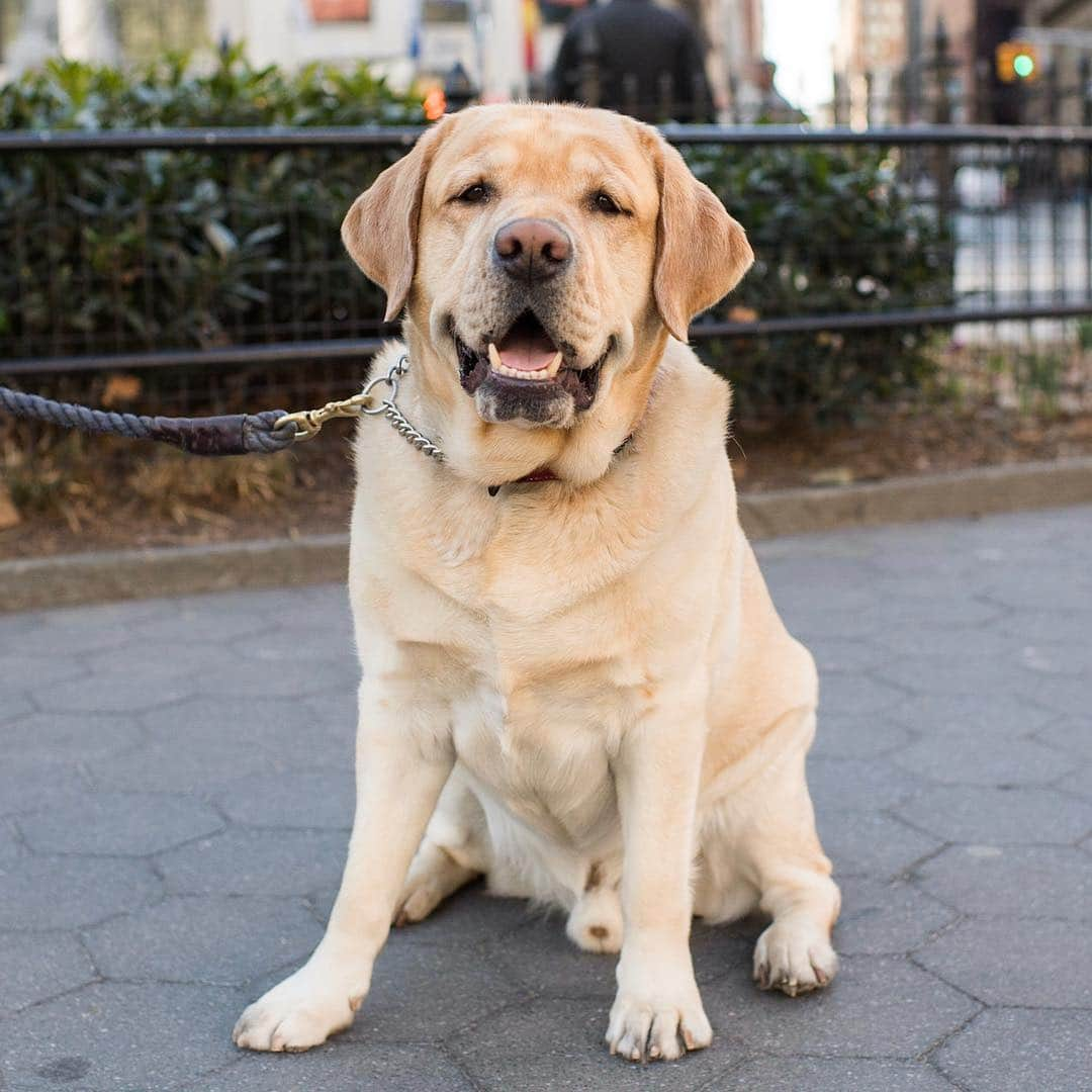 The Dogistさんのインスタグラム写真 - (The DogistInstagram)「Remy, Labrador Retriever (5 y/o), Madison Square Park, New York, NY • “The only thing he can catch is food.” @therealremyofny」4月3日 4時20分 - thedogist