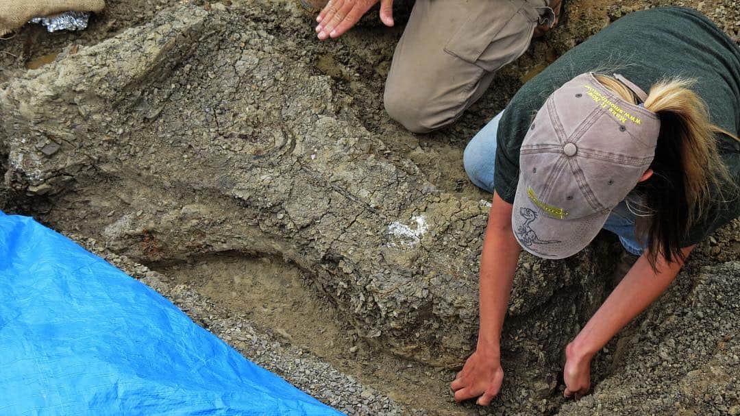 CNNさんのインスタグラム写真 - (CNNInstagram)「A team of paleontologists found the "motherlode of exquisitely preserved animal and fish fossils" in North Dakota. The scientists say the fossil graveyard contains remains from creatures that died 66 million years ago when an asteroid hit Earth. The asteroid is believed to have killed 75% of the planet's animal and plant species, including the dinosaurs. (📸: Robert DePalma/University of Kansas)」4月3日 4時22分 - cnn