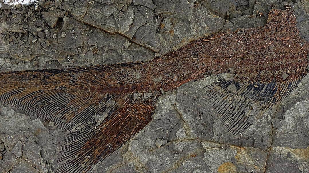 CNNさんのインスタグラム写真 - (CNNInstagram)「A team of paleontologists found the "motherlode of exquisitely preserved animal and fish fossils" in North Dakota. The scientists say the fossil graveyard contains remains from creatures that died 66 million years ago when an asteroid hit Earth. The asteroid is believed to have killed 75% of the planet's animal and plant species, including the dinosaurs. (📸: Robert DePalma/University of Kansas)」4月3日 4時22分 - cnn