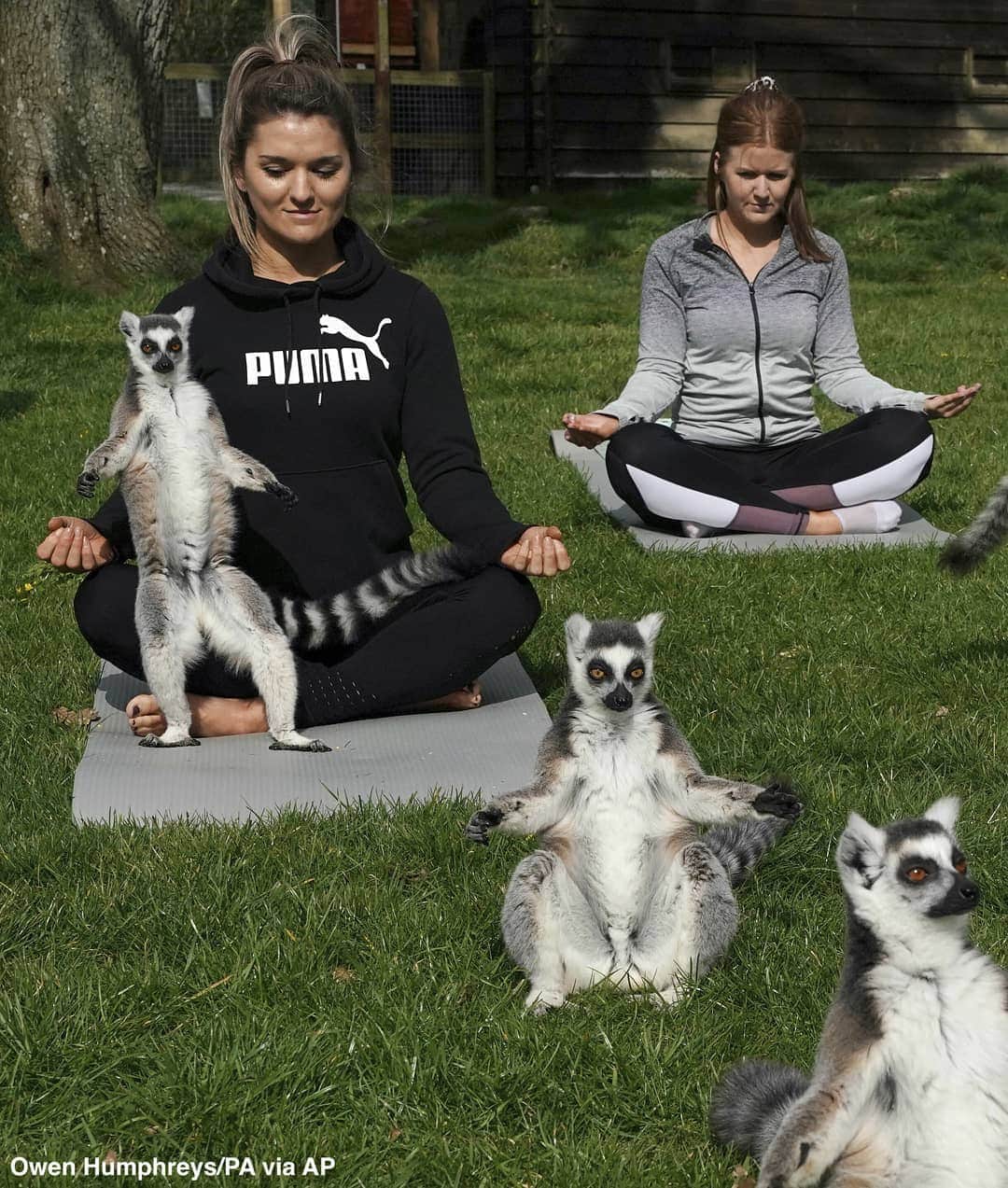 ABC Newsさんのインスタグラム写真 - (ABC NewsInstagram)「Residents in northwest England enjoy a lemur yoga—or 'lemoga'—class that's intended to be increase wellbeing for both humans and the lemurs. #yoga #lemurs #cuteanimals #england」4月3日 4時31分 - abcnews