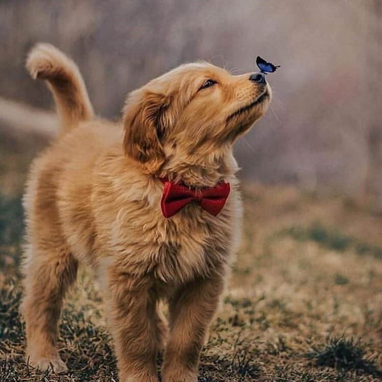 タマラ・ジョーンズさんのインスタグラム写真 - (タマラ・ジョーンズInstagram)「#😱 so freaking cute #puppylove #bluebutterfly #🦋 #❤️❤️」4月3日 4時32分 - tamjones1