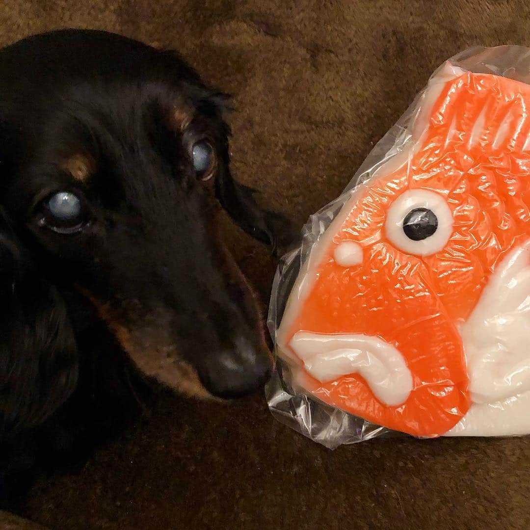 田中美里さんのインスタグラム写真 - (田中美里Instagram)「鯛かまぼこ、おっきいね。  #おっきくて #カトちゃんもビックリ #狙ってる #食べたいよ #犬と魚 #顔同じサイズ」4月2日 19時43分 - misatotanaka77