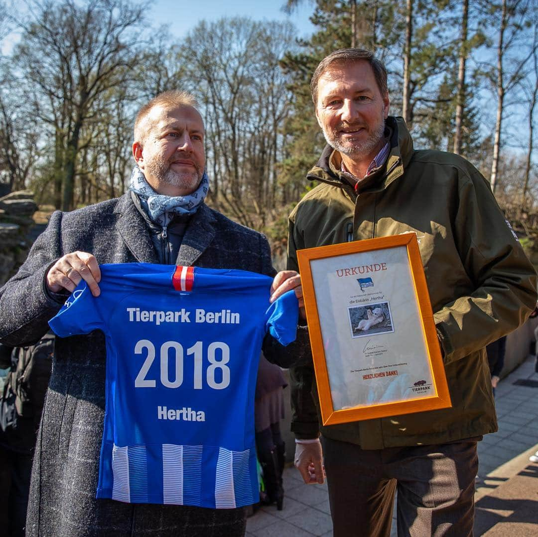 ヘルタ・ベルリンさんのインスタグラム写真 - (ヘルタ・ベルリンInstagram)「Eine Eisbärin namens Hertha! 😍💙 #Tierpark #Berlin #DieZukunftGehörtBerlin #Patenschaft #Eisbär #hahohe #HerthaBSC @tierparkberlin」4月2日 19時43分 - herthabsc