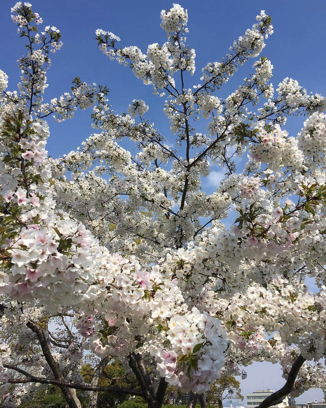 のインスタグラム：「桜🌸🌸🌸 #お花見 #春爛漫 #桜 #ずっとながめていたい #会社行かなきゃ #一瞬だけど #綺麗 #儚い #一気に咲いて 🌸#一気に散る 🌸#花粉がツライ」