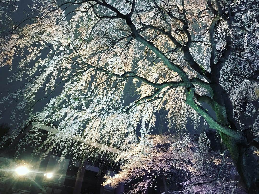 榊原みゆくさんのインスタグラム写真 - (榊原みゆくInstagram)「【桜】 地元の桜も、そろそろ葉桜に。儚い儚い🥺 しかし、お花見しようにも、なかなか寒くて、タイミング合わず。 また来年ですな。  #photooftheday #photography #cherryblossom #桜」4月2日 19時37分 - miyukuscarab