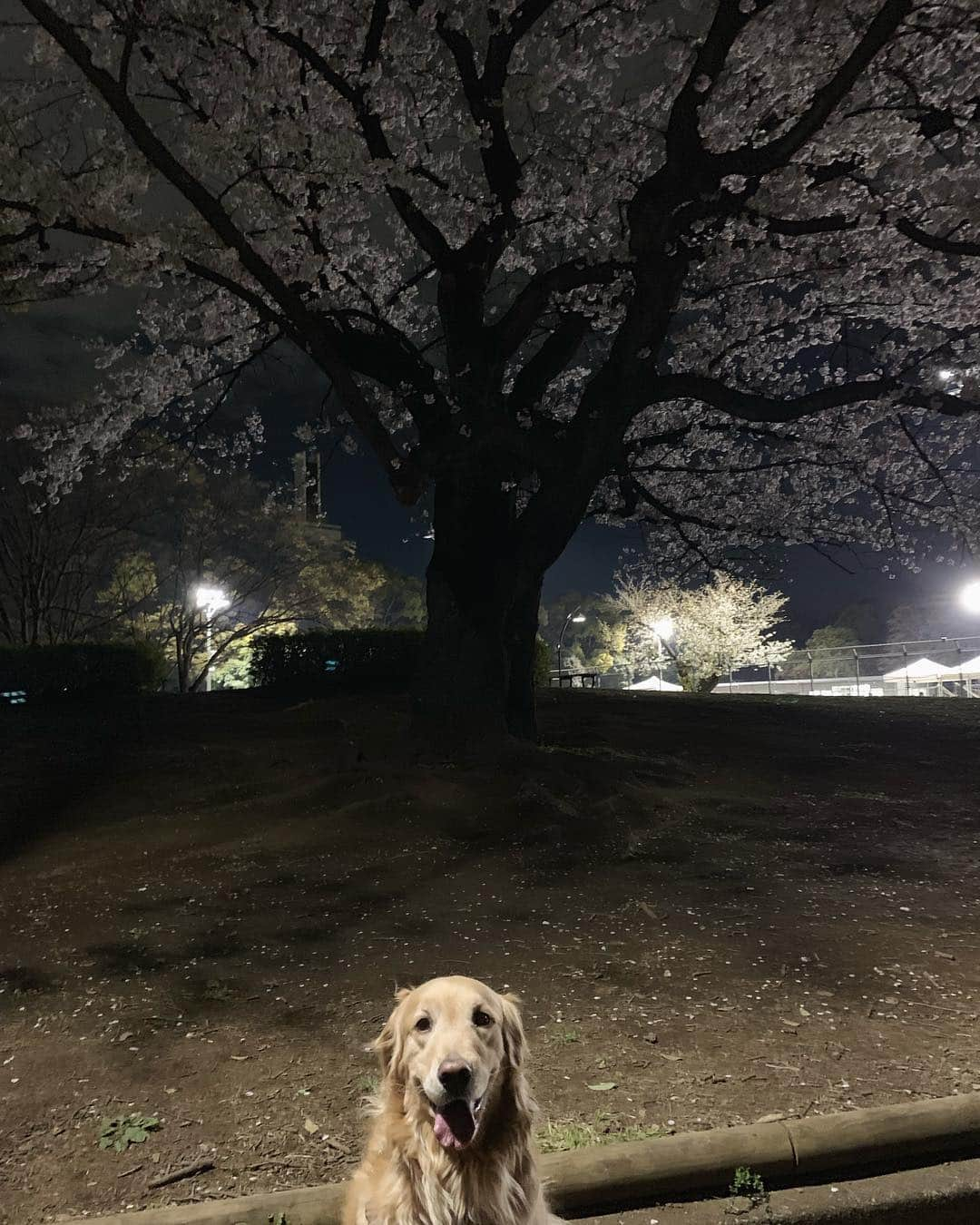 雪、ハニタビ、はちみつ（石田ゆり子）さんのインスタグラム写真 - (雪、ハニタビ、はちみつ（石田ゆり子）Instagram)「今年も咲いた。 なぜかこの木が好きです。 毎年 咲いたのを見に来ます。 しかし、寒い！寒い！ 桜って本当に 美しい。 わたしは、静かにひっそり 見るのが好きです。 #2019の桜」4月2日 19時38分 - snowhoney3ohagi