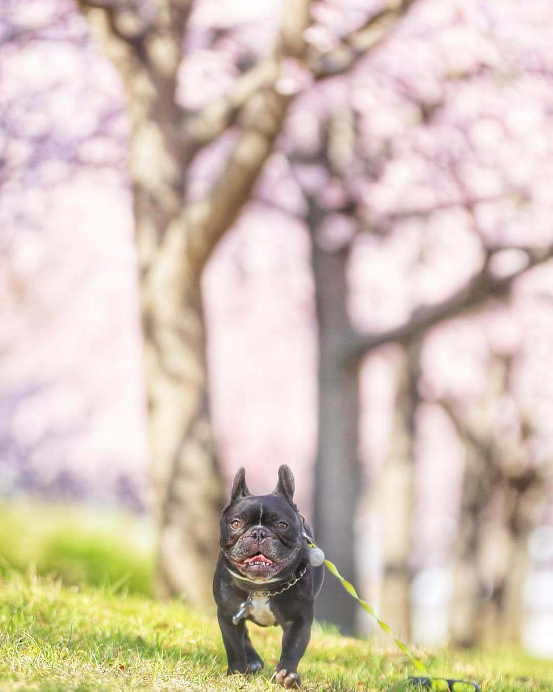 Turbo_dad フレブルのターボさんのインスタグラム写真 - (Turbo_dad フレブルのターボInstagram)「ネタないので大寒桜とターボ again Turbo With Cherry blossom again . . .  #frenchbulldog #frenchie #buhi #dog #フレンチブルドッグ  #フレブル #ブヒ #frenchiesofinstagram #instadog #instafrenchie #frenchiegram #dogstagram #frenchbullys #frenchielove #lowangle_shooter #thefrenchiepost #法鬥 #frenchies1 #portrait #igersjp #tokyocameraclub  #bully #ilovemydog #frenchielife #愛犬 #dogsofinstagram #ふわもこ部 #大寒桜 #cherryblossom #桜」4月2日 19時40分 - turbo_dad