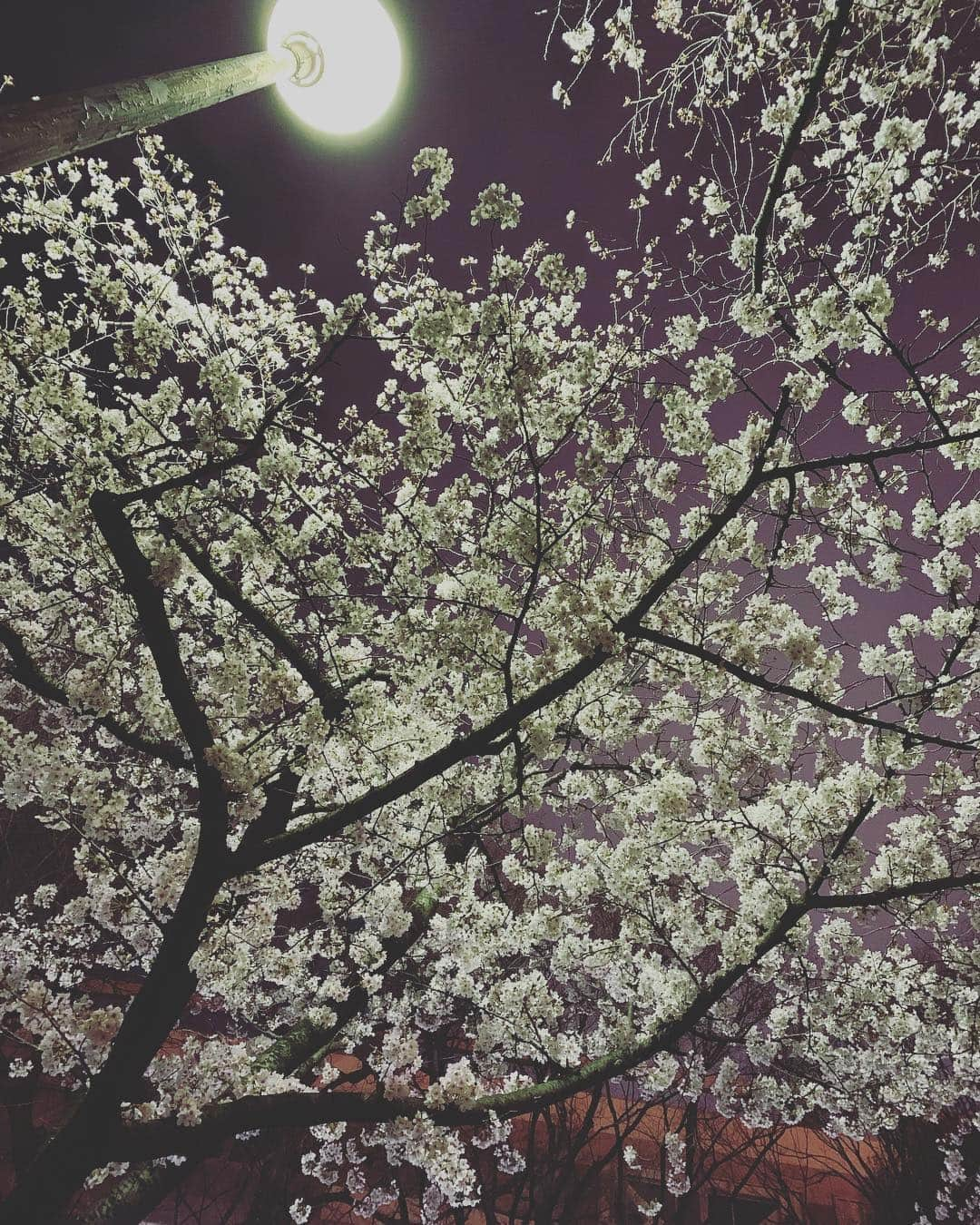 シルビア・グラブさんのインスタグラム写真 - (シルビア・グラブInstagram)「花見in大阪なう！  #花見 #cherryblossoms #大阪」4月2日 19時40分 - sylviagrab717