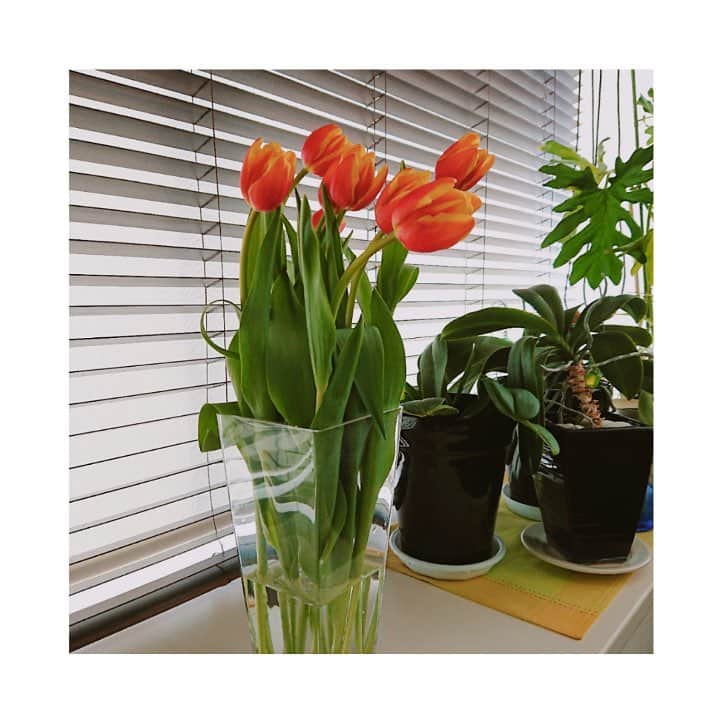 青木琴美さんのインスタグラム写真 - (青木琴美Instagram)「新年度が始まり、新しい元号も発表されて、なんとなく新しい気持ちになれた昨日。 なんだか急に部屋に花を飾りたくなって、近所のお花屋さんに行って買って来た。 仕事机から見えるチューリップにパワーをもらいつつ、お仕事頑張るぅぅぅうぅ～😫(焦ってます)」4月2日 19時42分 - aoki.kotomi