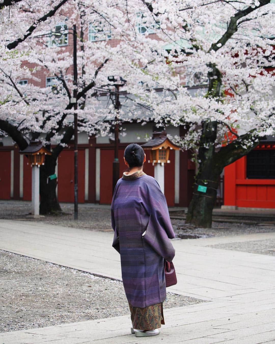 Shunsuke Miyatakeのインスタグラム：「Ohanami, Enjoying Cherry Blossom, Tokyo, Japan.」
