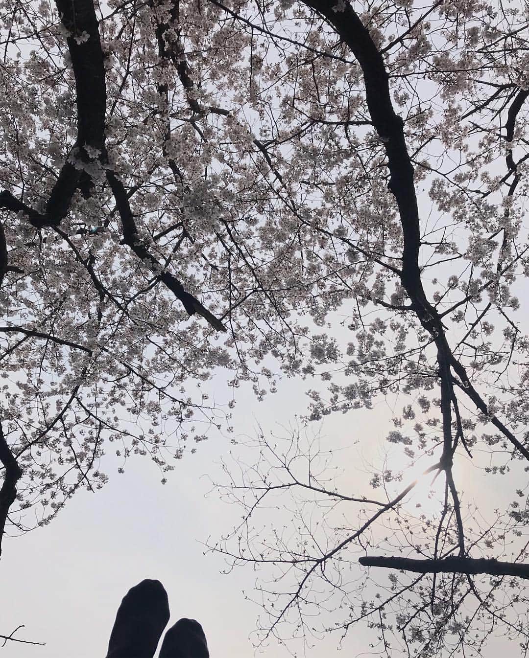 田中琴乃さんのインスタグラム写真 - (田中琴乃Instagram)「【お花見@代々木公園】 ・ 散り始めでとても綺麗でした🌸 ・ サクラの木の下にシートを敷いて寝転がると、それはそれは綺麗な空が広がっていました☺️ 天気のいい広々とした公園で音楽聴いていると、どんどん創作できそう😂💓 ・ 服やメイクも桜カラーで💄🌸 気分上がりますな。てへ ・ ・ #お花見  #桜  #cherryblossom」4月2日 19時48分 - tanakakotono