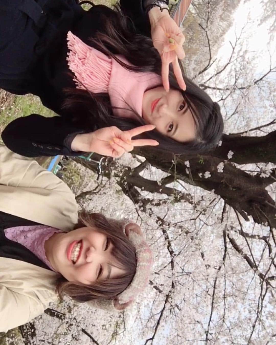 田中琴乃さんのインスタグラム写真 - (田中琴乃Instagram)「【お花見@代々木公園】 ・ 散り始めでとても綺麗でした🌸 ・ サクラの木の下にシートを敷いて寝転がると、それはそれは綺麗な空が広がっていました☺️ 天気のいい広々とした公園で音楽聴いていると、どんどん創作できそう😂💓 ・ 服やメイクも桜カラーで💄🌸 気分上がりますな。てへ ・ ・ #お花見  #桜  #cherryblossom」4月2日 19時48分 - tanakakotono