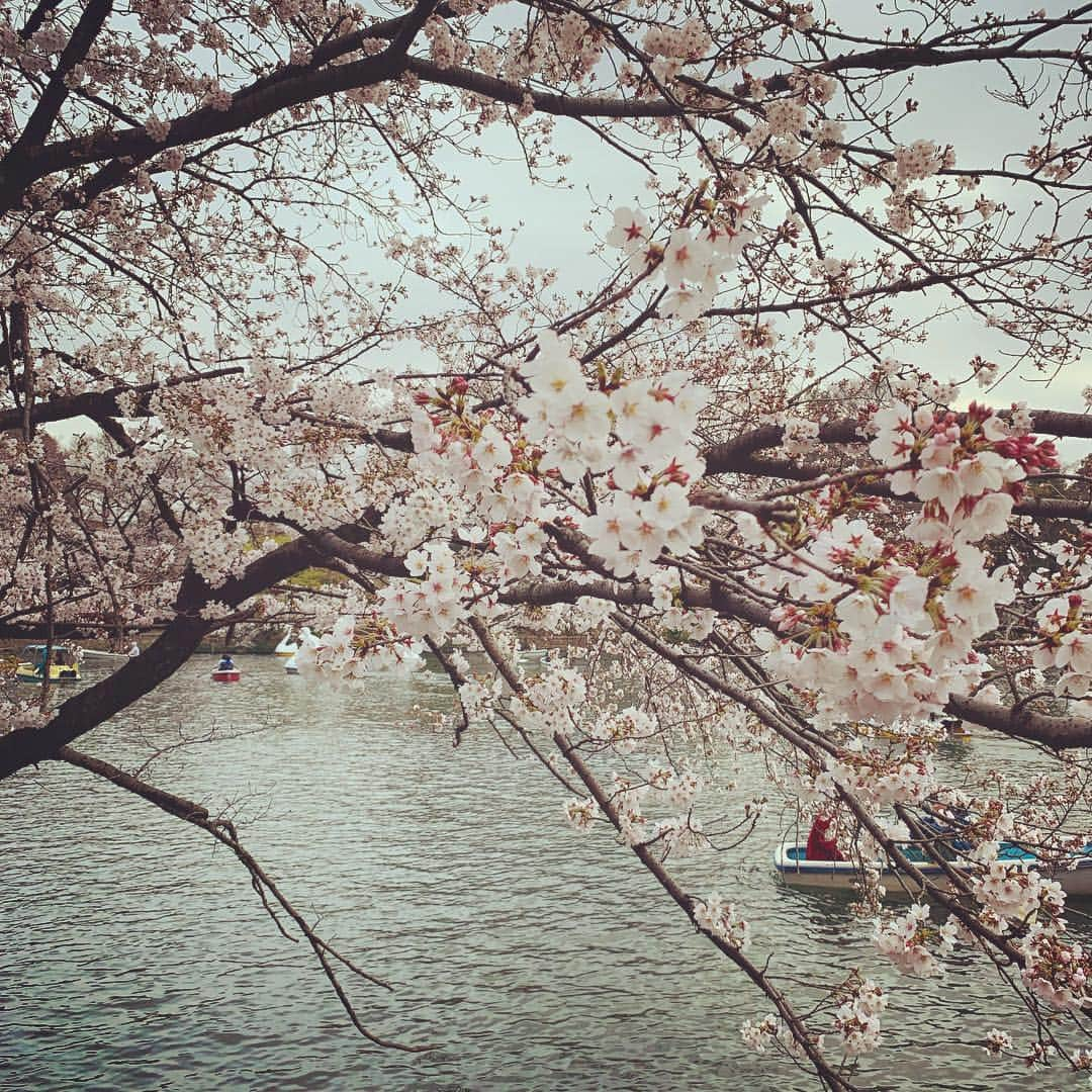 石川直宏さんのインスタグラム写真 - (石川直宏Instagram)「桜がどこも満開🌸✨ 今日通った味スタ横のスタジアム通りもご覧の通り。 今週末の清水戦もまだ見頃！？ 先日寄った井の頭公園も素敵でした😉 . #桜 #桜並木 #満開 #見頃 #スタジアム通り #井の頭公園 #姉妹」4月2日 19時56分 - sgss.18