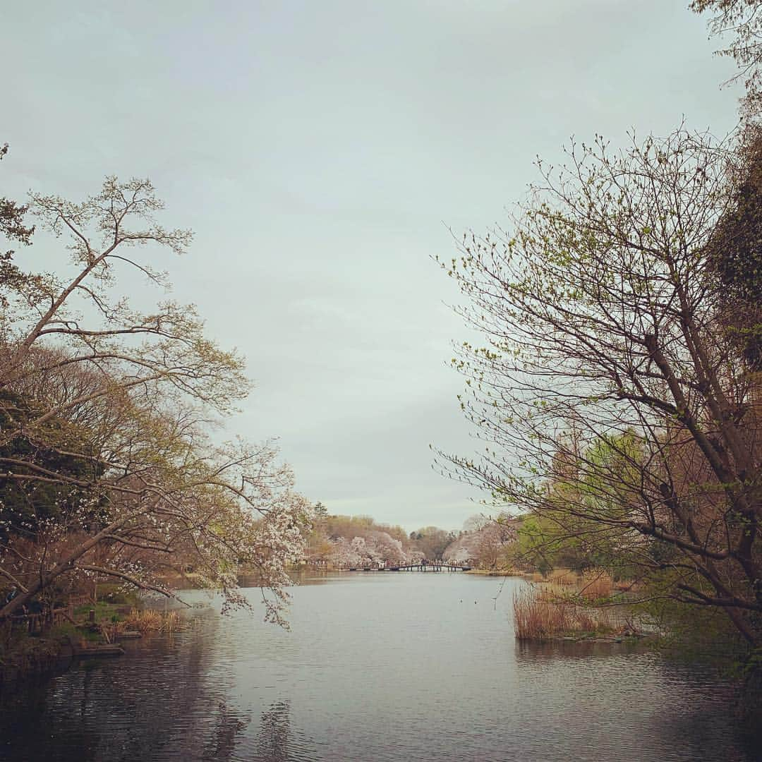 石川直宏さんのインスタグラム写真 - (石川直宏Instagram)「桜がどこも満開🌸✨ 今日通った味スタ横のスタジアム通りもご覧の通り。 今週末の清水戦もまだ見頃！？ 先日寄った井の頭公園も素敵でした😉 . #桜 #桜並木 #満開 #見頃 #スタジアム通り #井の頭公園 #姉妹」4月2日 19時56分 - sgss.18