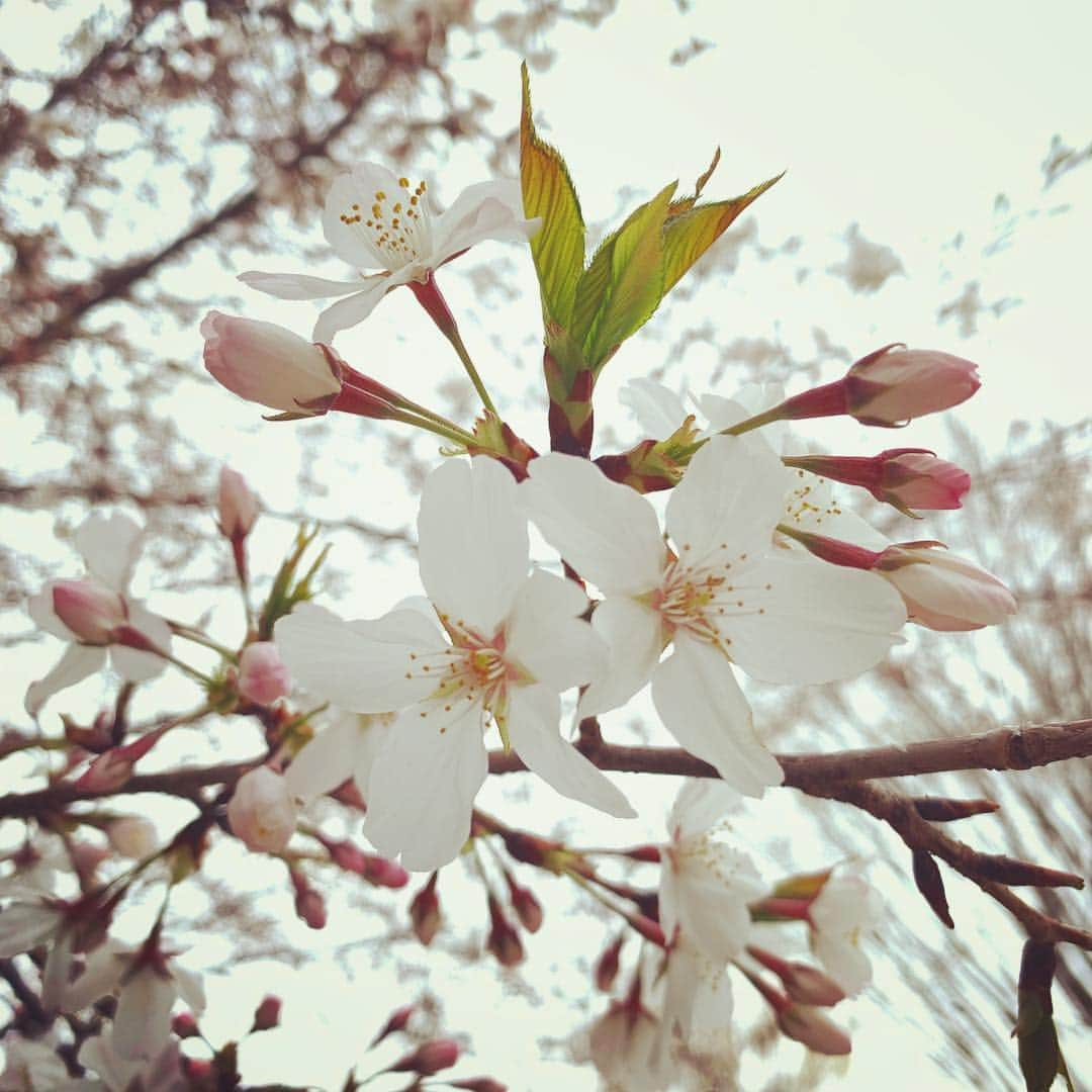 石川直宏さんのインスタグラム写真 - (石川直宏Instagram)「桜がどこも満開🌸✨ 今日通った味スタ横のスタジアム通りもご覧の通り。 今週末の清水戦もまだ見頃！？ 先日寄った井の頭公園も素敵でした😉 . #桜 #桜並木 #満開 #見頃 #スタジアム通り #井の頭公園 #姉妹」4月2日 19時56分 - sgss.18