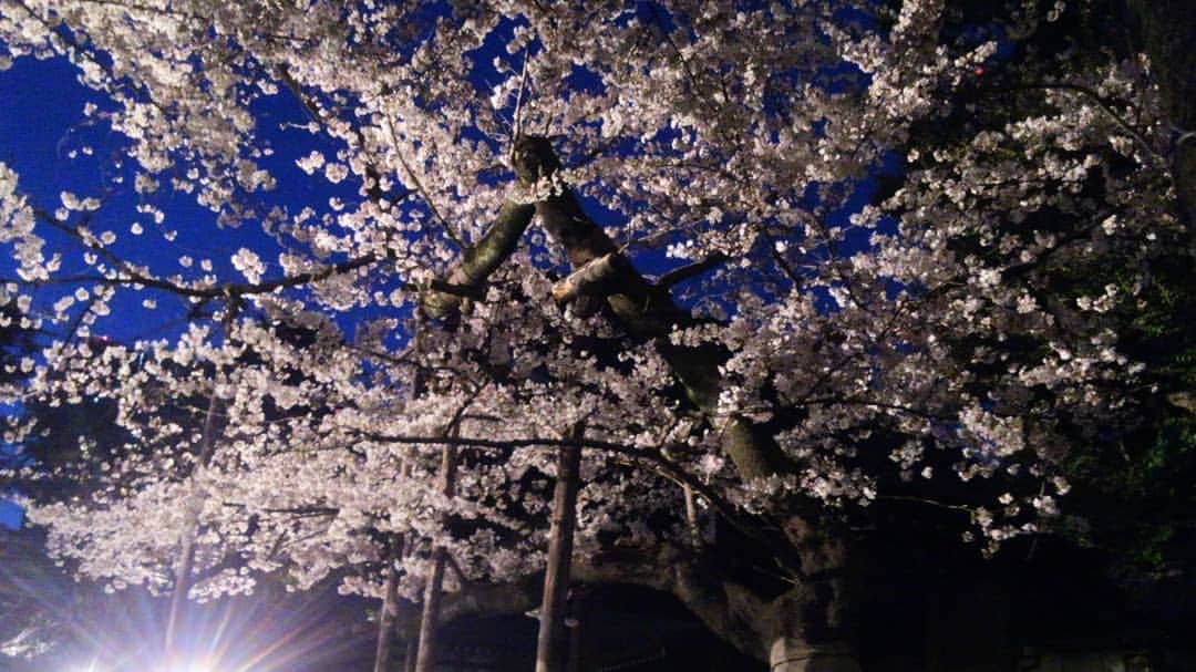 海江田万里さんのインスタグラム写真 - (海江田万里Instagram)「満開の桜の下、第２７回奉納靖國神社夜桜能が開催されています。 初日の今日、火入れ奉行を仰せつかり、無事大役を果たしました。 ４日まで開催されていますので、幻想的な舞台をご覧ください。  #立憲民主党　#衆議院議員　#海江田万里　#夜桜能」4月2日 19時58分 - kaiedabanri