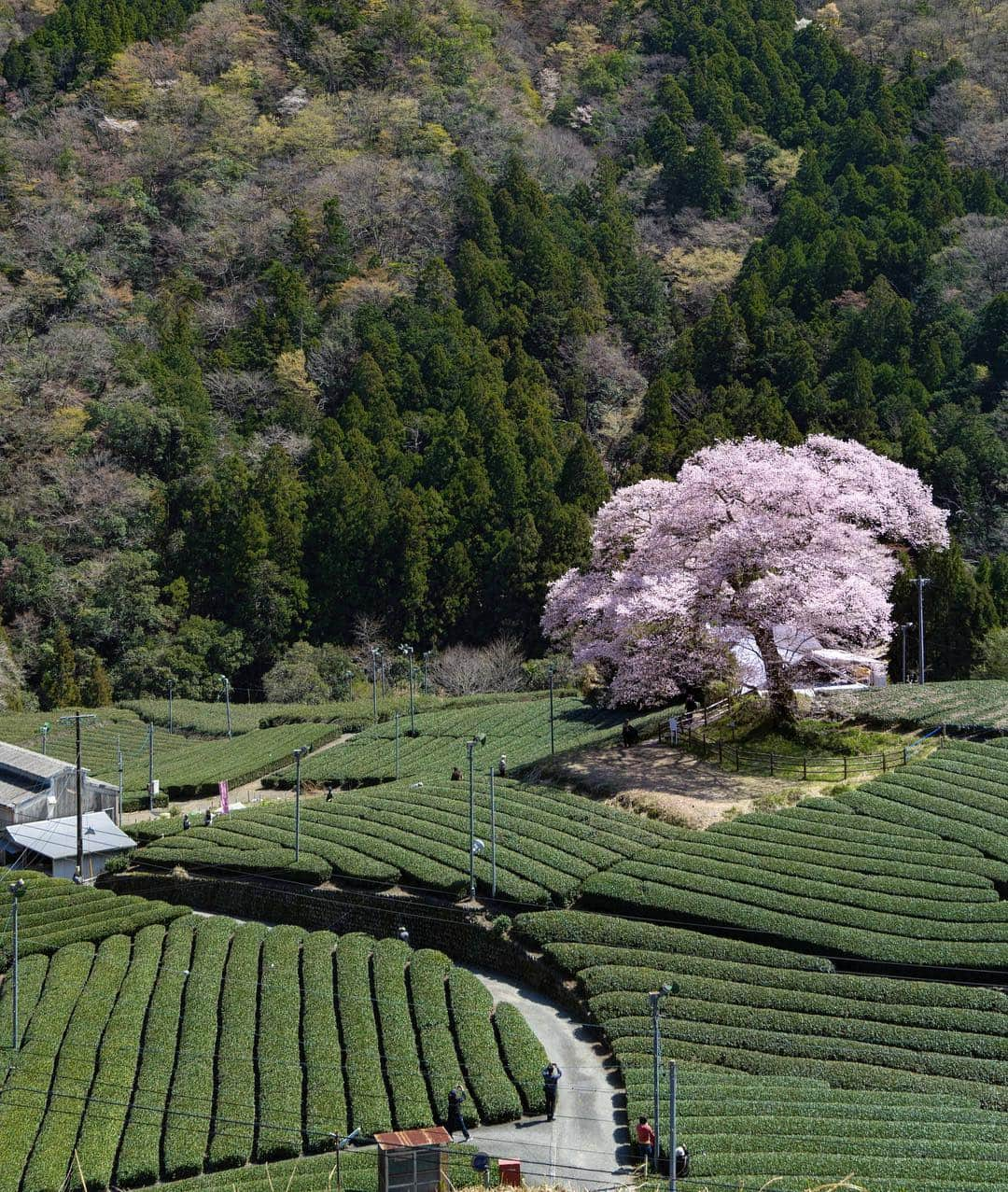 詩歩さんのインスタグラム写真 - (詩歩Instagram)「🍵×🌸﻿ ﻿ 茶畑の中にポツンと佇む樹齢300年の桜。﻿ 堂々とした姿が圧巻でした👏﻿ ﻿ 300-years-old cherry blossom tree in a green tea field. It’s in my hometown, Shizuoka!! 🗻﻿ ﻿ 桜は今がちょうど満開真っ盛り！﻿ 今週末までギリギリもちそうかな・・・🌱﻿ ﻿ 🍵﻿ ﻿ この茶畑は、日本三大銘茶のひとつ #川根茶 です。﻿ 本当にほんとうに美味しいの！🍵﻿ 桜の横の売店で販売してるので、旅のついでにぜひお手にとってみてね👍﻿ ﻿ ちなみに「牛代」と書いて「うしんしろ」と読みます。難しすぎる（笑）﻿ ﻿ 🌸﻿ ﻿ 今年の人気スポットということもあって、平日でも県外からの訪問客の方でたくさん！﻿ 皆さん、我が地元・静岡に来てくださってありがとうございます🙇‍♂️﻿ ﻿ ﻿ ﻿ ﻿ 📸 2nd April 2019﻿ 📍牛代のみずめ桜／静岡県 島田市﻿ 📍Ushinshiro no Mizume Sakura／Shizuoka Japan﻿ ﻿ ©︎Shiho/詩歩」4月2日 19時58分 - shiho_zekkei