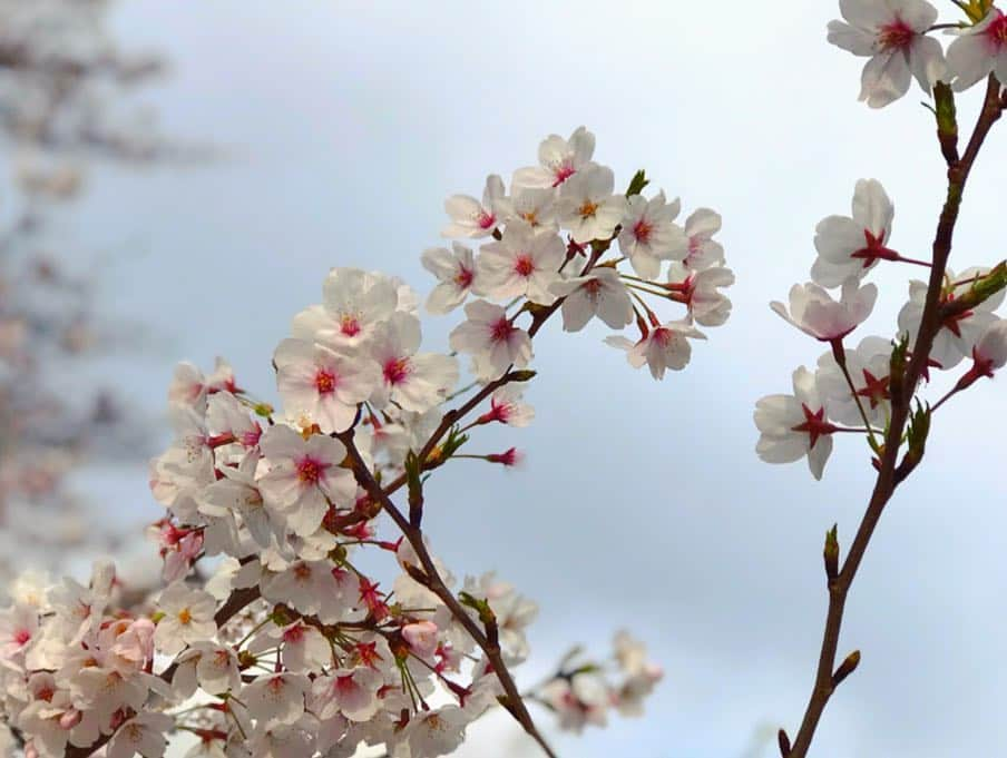 大矢真夕さんのインスタグラム写真 - (大矢真夕Instagram)「🌸seasonal flowers 🌸 🦕 #cold #love #pink #cherry #sakura  #blossom #blossoms #2019 #roppongi  #midtown #japan #cherryblossom #写真 #お花見 #花見 #六本木 #me #life #lifeisbeautiful #iphone #picture #color  #cool #happy #beautiful #photooftheday #instadailyphoto  #ootd #wonderful_places #snapshot」4月2日 20時13分 - mayuohya