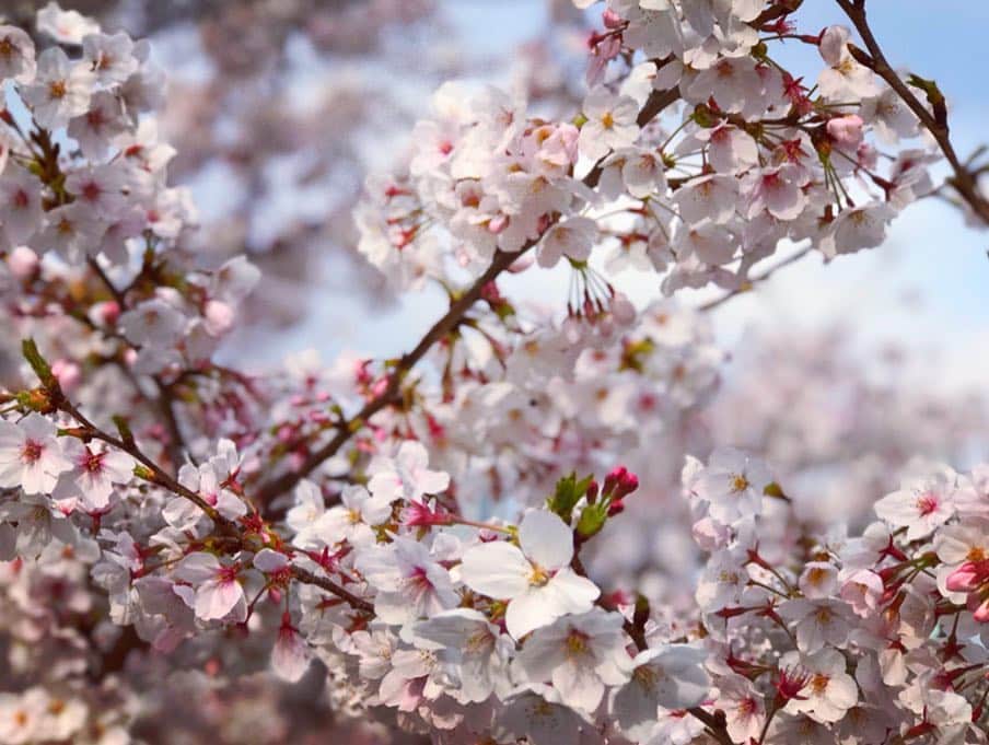 大矢真夕さんのインスタグラム写真 - (大矢真夕Instagram)「🌸seasonal flowers 🌸 🦕 #cold #love #pink #cherry #sakura  #blossom #blossoms #2019 #roppongi  #midtown #japan #cherryblossom #写真 #お花見 #花見 #六本木 #me #life #lifeisbeautiful #iphone #picture #color  #cool #happy #beautiful #photooftheday #instadailyphoto  #ootd #wonderful_places #snapshot」4月2日 20時13分 - mayuohya