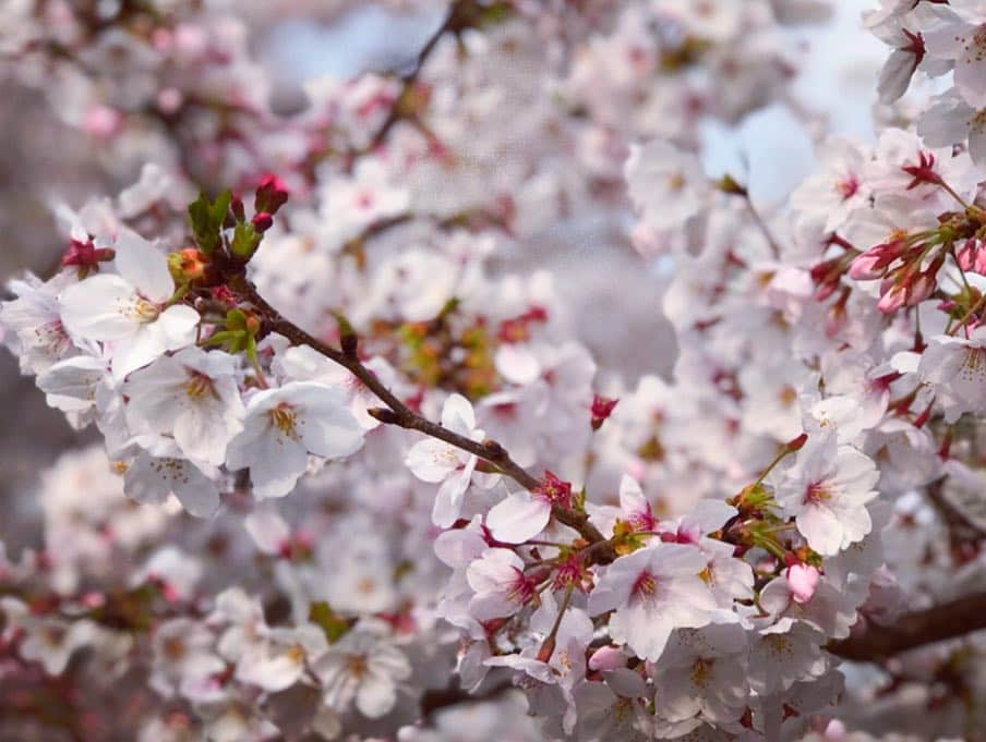 大矢真夕さんのインスタグラム写真 - (大矢真夕Instagram)「🌸seasonal flowers 🌸 🦕 #cold #love #pink #cherry #sakura  #blossom #blossoms #2019 #roppongi  #midtown #japan #cherryblossom #写真 #お花見 #花見 #六本木 #me #life #lifeisbeautiful #iphone #picture #color  #cool #happy #beautiful #photooftheday #instadailyphoto  #ootd #wonderful_places #snapshot」4月2日 20時13分 - mayuohya