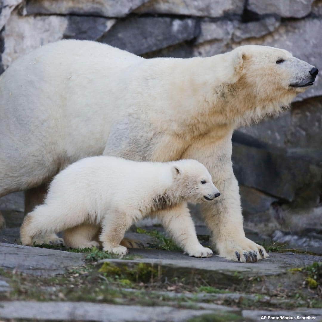ABC Newsさんのインスタグラム写真 - (ABC NewsInstagram)「MEET HERTHA: Berlin zoo reveals the name of its new star attraction, a four-month-old polar bear cub. #polarbear #babyanimals #zoo #animals」4月2日 20時14分 - abcnews