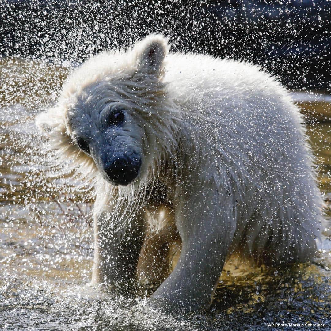 ABC Newsさんのインスタグラム写真 - (ABC NewsInstagram)「MEET HERTHA: Berlin zoo reveals the name of its new star attraction, a four-month-old polar bear cub. #polarbear #babyanimals #zoo #animals」4月2日 20時14分 - abcnews