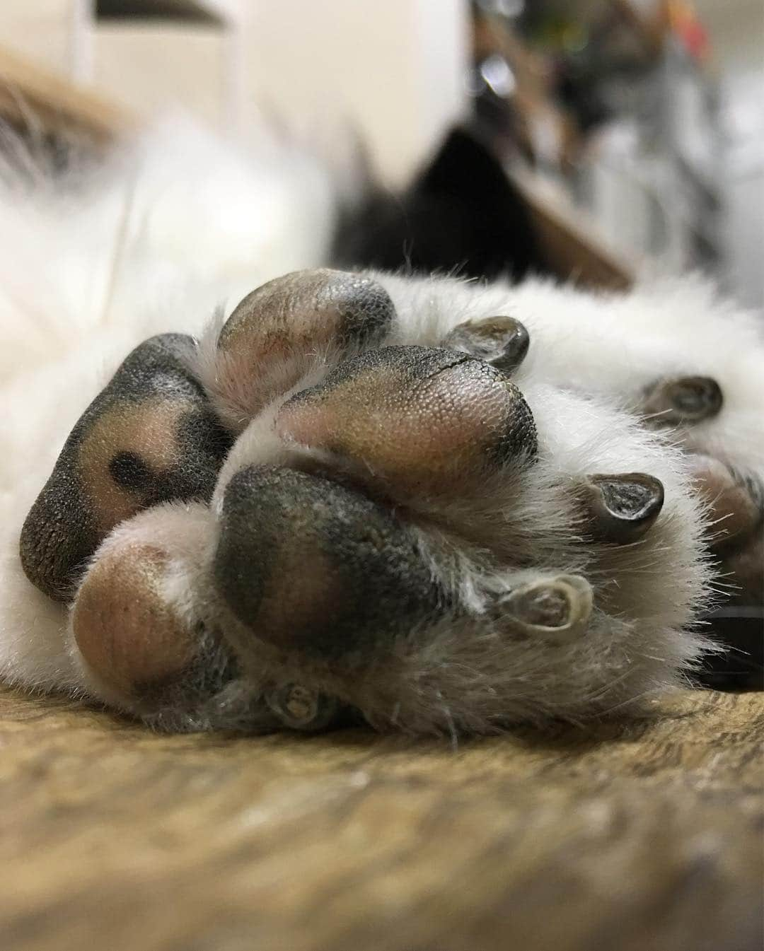 犬バカ部宣伝部長のインスタグラム