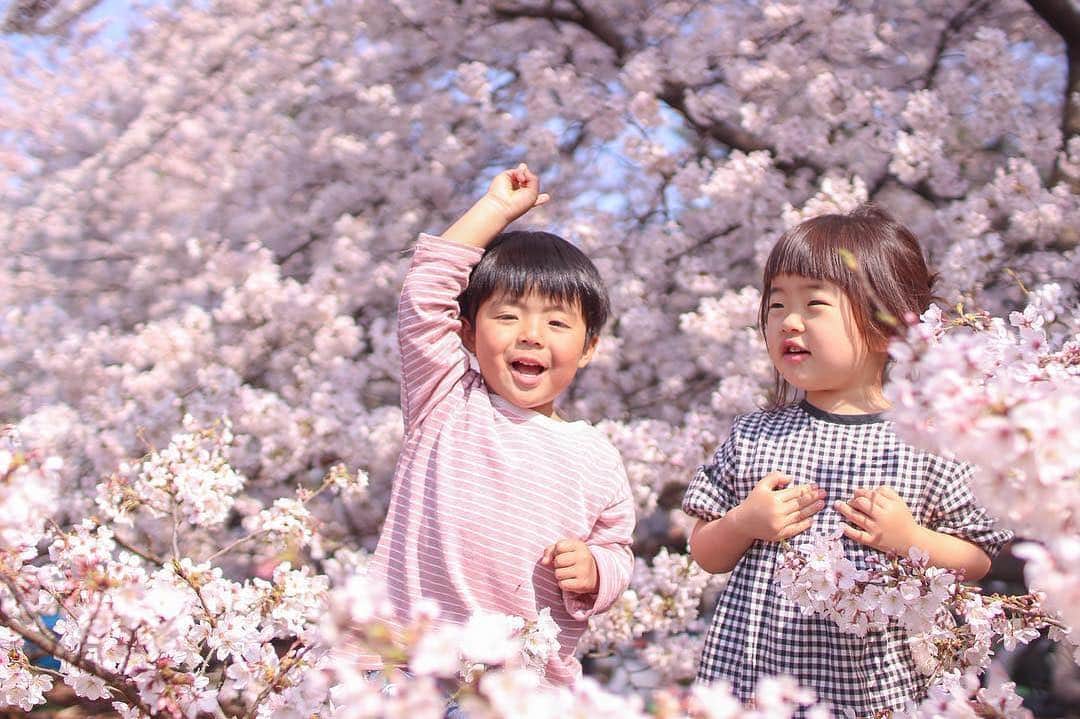 のインスタグラム：「こんばんは😊 現在、「春」をテーマにお写真・動画を募集中です✨ 本日の #タビスルキッズ はこちら💕 📷 @yu_1103_nosukeさん 🚩 東京都・世田谷「砧公園」 🎙ご本人コメント(一部抜粋) 桜🌸の中で じゃんけんぽーーん✊✌️✋ 勝ったらアイスみたいな おかしちょーだいなー🤩💕 ➖＊➖＊➖＊➖＊➖＊➖ 満開なようでまだ満開じゃない お花見に🙈🌸💫 日曜のお花見をナメてた🤦🏻‍♀️ 激混みー！！！人！人！人！！ 、 広々遊べなくて 写真も撮りにくくて、、 それでもとっても楽しい1日だった🙈💓 ＊＊＊＊＊＊ 「桜🌸の中でじゃんけんぽーーん✨」かわいいです😆 ステキなお写真ありがとうございます💕」