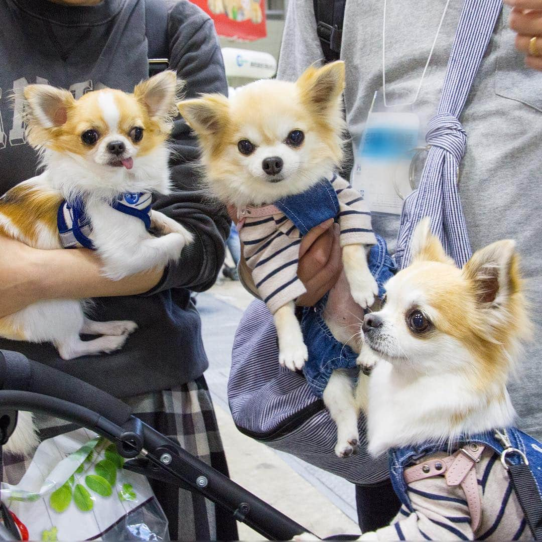 ちまさんのインスタグラム写真 - (ちまInstagram)「My adorable friends🐶✨ ＊ 載せたい写真が大渋滞中！ 1年ぶりにお会いしたルルリリちゃん🐶💕 ルルちゃんの手術の経過も良好みたいで 今年も元気なルルリリちゃんに会えて嬉しかったな〜🌸 ママさんパパさん、ありがとうございました！ ੯•́ ੇᎮ ੯•́ ੇᎮ ੯•́ ੇᎮ ੯•́ ੇᎮ ੯•́ ੇᎮ ੯•́ ੇᎮ #chima #ちま #チワワ #chihuahua #ชิวาวา #ふわもこ部 #PECOいぬ部 #sniffandbarkens #WeeklyFluff #cutepetclub #doggy_lovings #インターペット #Interpets #東京ビッグサイト #インターペット2019」4月2日 20時21分 - chima.chihuahua